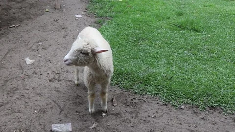 Sheep in green meadow. Stock Footage 166823152