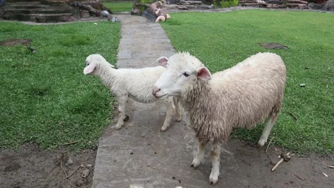 Sheep in green meadow. Stock Footage 166823157
