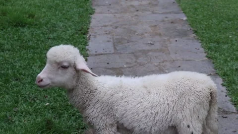 Sheep in green meadow. Stock Footage 166823431