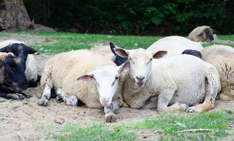 Sheep on the ground Foto stock