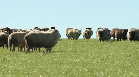 Sheep group in the field Video stock 39266278