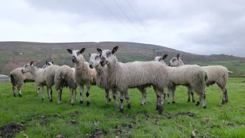 Sheep in a group Vídeo Stock 273586956