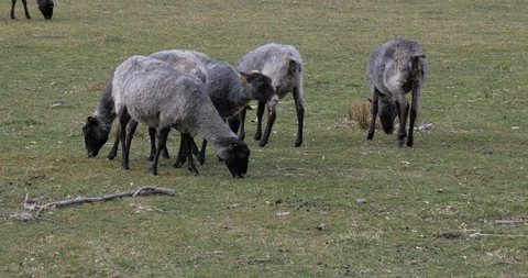 Sheep group grazing in a meadow Video stock 129633246
