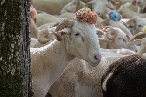 Sheep in a group with hats on Stock Photos