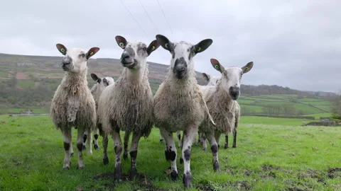 Sheep in a group looking at the camera Vídeo Stock 273587030