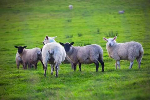 Sheep group  Stock Photos