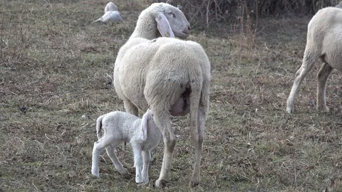 SHEEP GROUP WHILE PASCULATING Stock Footage 101261638