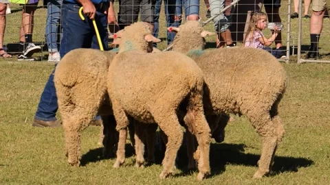 Sheep Grouping with Handler and Dog in Field Video stock 307288398