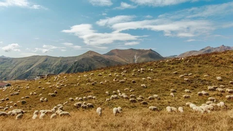 Sheep in Gudauri, Georgia Видео 101405087