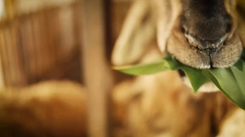 Sheep have a leaf in farm Video stock 92226354
