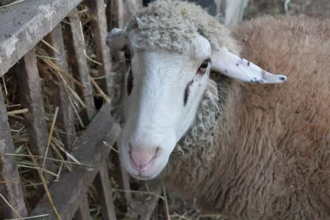 Sheep with hay Stock Photos