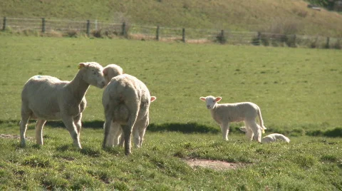 Sheep head butt each other Stock Footage 821699