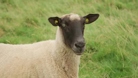 Sheep head closeup Stock-Footage 144294993