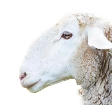 Sheep head Stock Photos