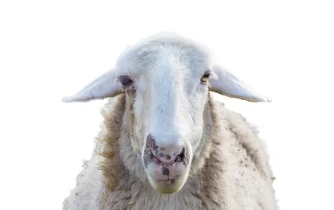 Sheep head Stock Photos