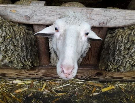 Sheep Head Stock Photos