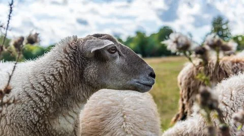 The sheep head in profile. Stock Photos