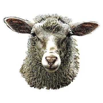 Sheep head vector illustration Stock Illustration