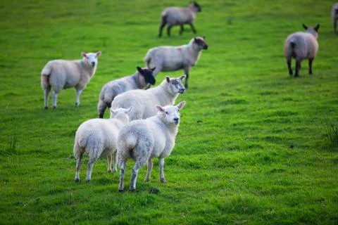Sheep heard head turn  Stock Photos