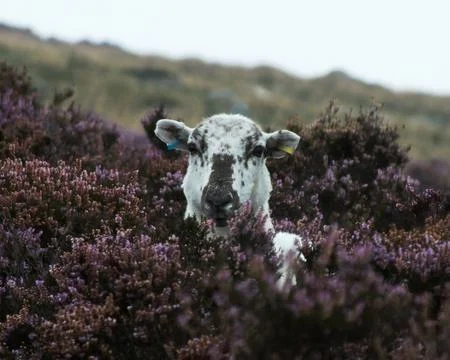 Sheep in the Heather Stock Photos