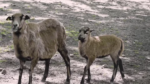 Sheep with her lamb Stock Footage 314903411