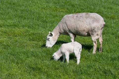 Sheep with her lamb Stock Photos