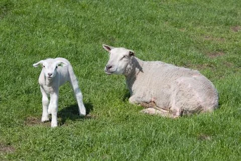 Sheep with her lamb Stock Photos