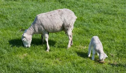 Sheep with her lamb Stock Photos