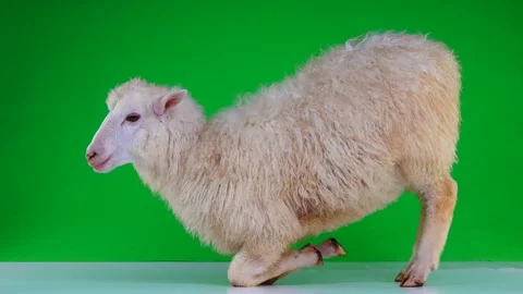 Sheep Green Screen Stock Video Footage | Royalty Free Sheep Green ...