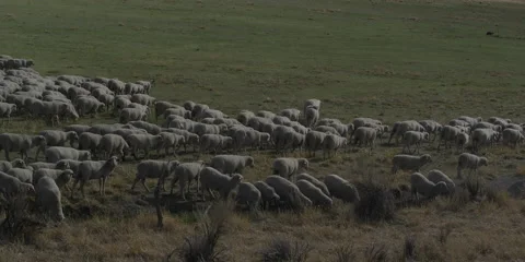 Sheep Herd 5k Stock Footage 41585396