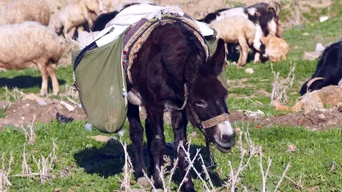 Sheep herd and black shepherd donkey, Video stock 104620408