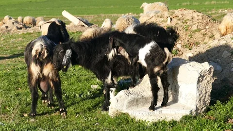 Sheep herd and tiny lambs, goat herd and tiny lambs and sheep 库存影片 104623426