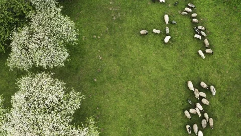 Sheep herd in an apple tree garden drone view Stockbeeldmateriaal 154675629