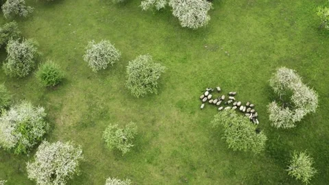 Sheep herd in an apple tree garden top view Stockbeeldmateriaal 154675633