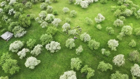 Sheep herd in an apple tree garden Stockbeeldmateriaal 154675637