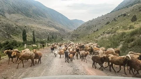 Sheep Herd Blocking Mountain Road In Rural Kyrgyzstan Stock Photos