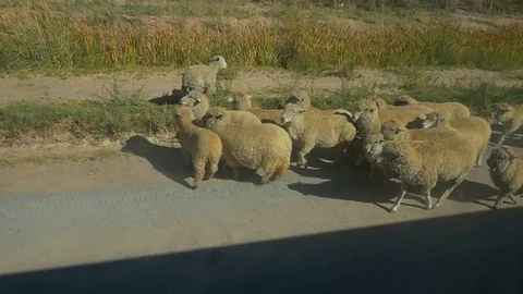 Sheep herd from bus_window Video stock 76595202