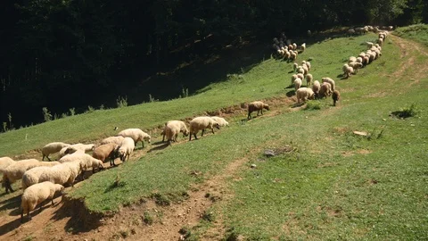Sheep Herd Climbing The Hill Into The Forest Stockbeeldmateriaal 100589155
