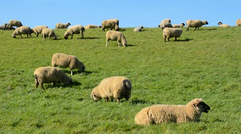 Sheep herd on dike Stock Footage 35999673