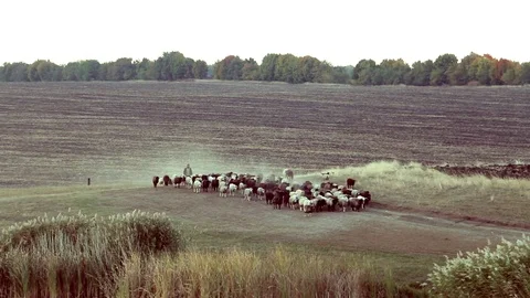 Sheep Herd In The Field Stock Footage 82966407