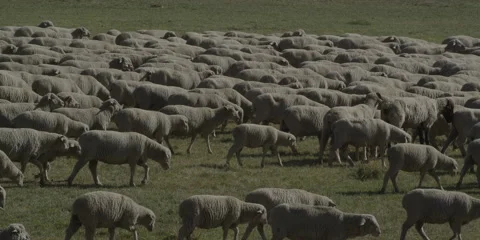 Sheep Herd Video stock 41602125