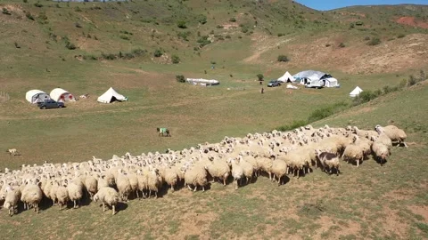 Sheep herd Stock Footage 294129054