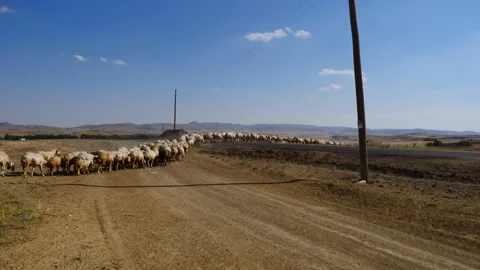 Sheep herd going to graze and shepherd dog.sheep graze, large flock of sheep, 動画素材 135705115