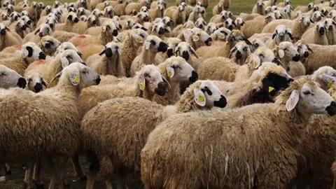 Sheep herd on grass looking across, Konya, Turkey Stock Footage 150398106