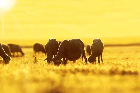 Sheep herd grazing at dawn in beautiful colored orange light Stock Photos