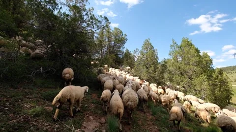 Sheep herd grazing in the forest Stock Footage 294001974