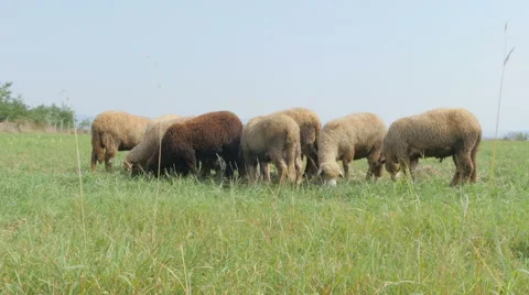 Sheep herd grazing grass in the field on the hill by Pakito. Video stock 68159083