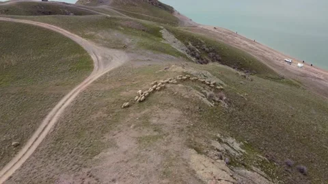 Sheep Herd Grazing on Green Spring Hills by Kurtinskoe Reservoir, Kazakhstan Stock Footage 332984948