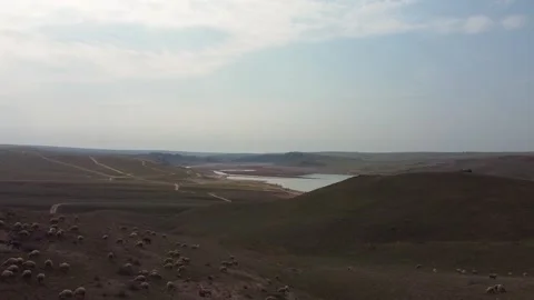 Sheep Herd Grazing on Green Spring Hills by Kurtinskoe Reservoir, Kazakhstan Stock Footage 332985105