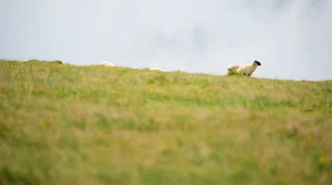 Sheep herd grazing high on mountain on alpine pasture 스톡 동영상 64634607